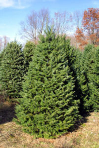 Livraison de sapins de Noël Bordeaux