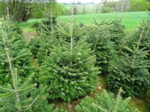 Arbre de Noël sur Bordeaux